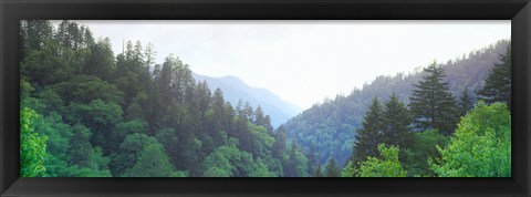 Framed Trees with a mountain range in the background, Great Smoky Mountains National Park, Tennessee, USA Print