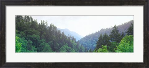 Framed Trees with a mountain range in the background, Great Smoky Mountains National Park, Tennessee, USA Print