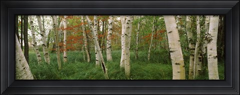 Framed Downy birch trees in a forest, Wild Gardens of Acadia, Acadia National Park, Maine Print