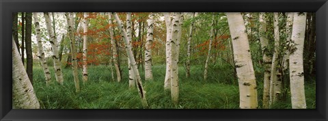 Framed Downy birch trees in a forest, Wild Gardens of Acadia, Acadia National Park, Maine Print