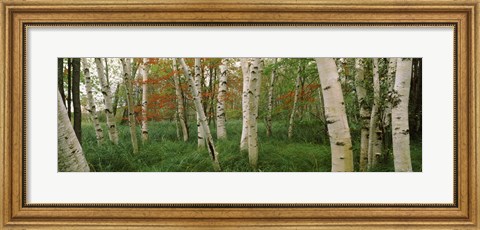 Framed Downy birch trees in a forest, Wild Gardens of Acadia, Acadia National Park, Maine Print
