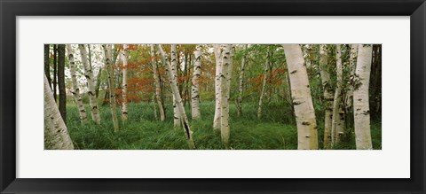 Framed Downy birch trees in a forest, Wild Gardens of Acadia, Acadia National Park, Maine Print