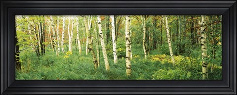 Framed Wild Gardens of Acadia, Acadia National Park, Maine Print