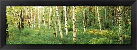 Framed Wild Gardens of Acadia, Acadia National Park, Maine Print