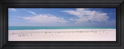 Framed Flock of seagulls on the beach, Lido Beach, St. Armands Key, Sarasota Bay, Florida, USA Print
