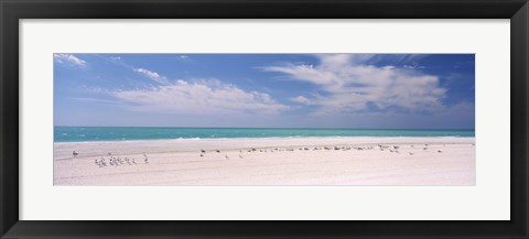 Framed Flock of seagulls on the beach, Lido Beach, St. Armands Key, Sarasota Bay, Florida, USA Print