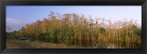 Framed Reflection of trees in water, Turner River Road, Big Cypress National Preserve, Florida, USA Print