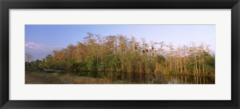 Framed Reflection of trees in water, Turner River Road, Big Cypress National Preserve, Florida, USA Print