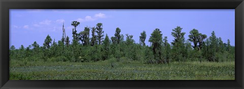 Framed Trees in a field, Suwannee Canal Recreation Area, Okefenokee National Wildlife Refug, Georgia, USA Print