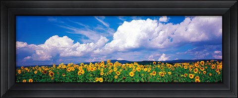 Framed Fields of sunflowers Rudesheim vicinity Germany Print