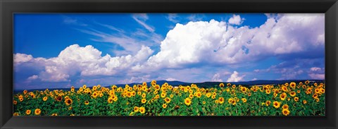 Framed Fields of sunflowers Rudesheim vicinity Germany Print