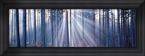 Framed Forest w/ sunrays Landsberg Vicinity Germany Print