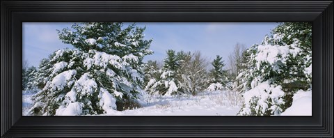 Framed Snow covered pine trees in a forest, New York State, USA Print