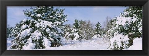 Framed Snow covered pine trees in a forest, New York State, USA Print