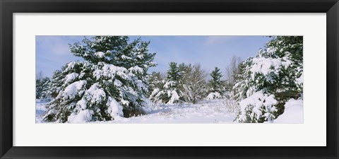 Framed Snow covered pine trees in a forest, New York State, USA Print