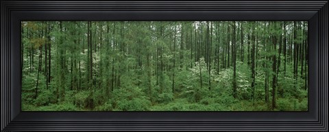 Framed Flowering Dogwood (Cornus florida) trees in a forest, Alaska, USA Print