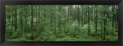 Framed Flowering Dogwood (Cornus florida) trees in a forest, Alaska, USA Print