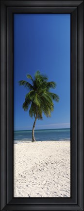 Framed Palm tree on the beach, Smathers Beach, Key West, Monroe County, Florida, USA Print