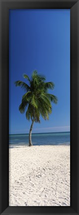 Framed Palm tree on the beach, Smathers Beach, Key West, Monroe County, Florida, USA Print