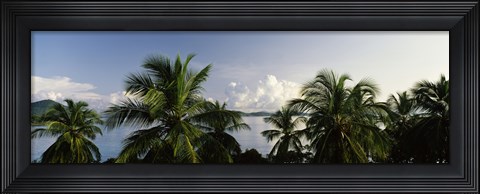 Framed Palm trees on the beach, St. Thomas, US Virgin Islands Print