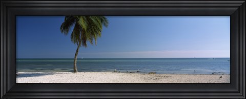 Framed Palm tree on the beach, Smathers Beach, Key West, Florida, USA Print
