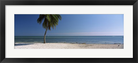 Framed Palm tree on the beach, Smathers Beach, Key West, Florida, USA Print