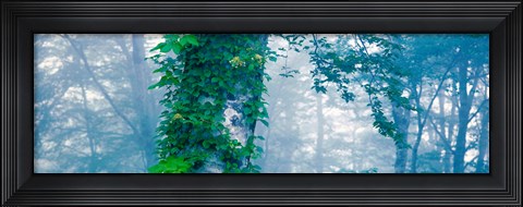 Framed Forest Nagano Kijimadaira-mura Japan Print