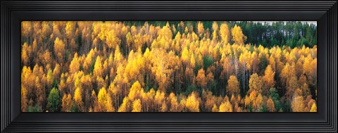 Framed Fall Colors Sundsval Vicinity Sweden Print