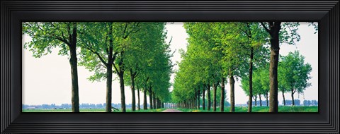 Framed Tree-lined road Noord Holland Edam vicinty Netherlands Print