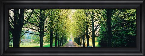 Framed Tree-lined road Libin vicinity Belgium Print