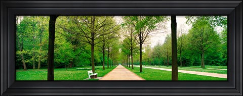 Framed Tree-lined road Hessen Kassel vicinity Germany Print