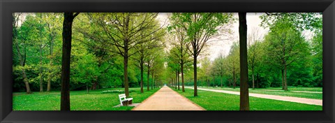 Framed Tree-lined road Hessen Kassel vicinity Germany Print