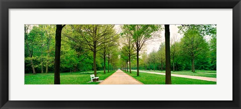 Framed Tree-lined road Hessen Kassel vicinity Germany Print