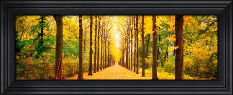 Framed Tree-lined road Schwetzingen Germany Print