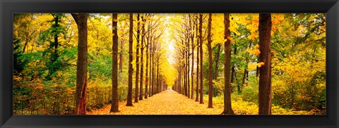 Framed Tree-lined road Schwetzingen Germany Print