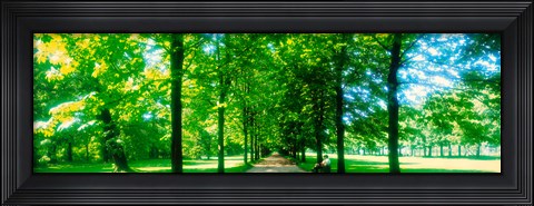 Framed Tree-lined road Dresden vicinity Germany Print