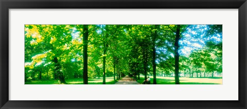 Framed Tree-lined road Dresden vicinity Germany Print