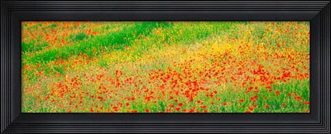 Framed Fields of flowers Andalusia Granada Vicinity Spain Print
