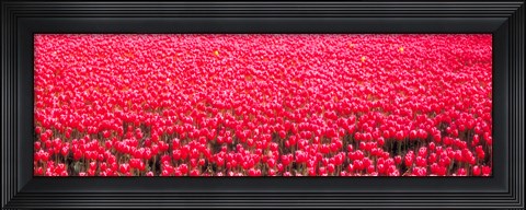 Framed Fields of tulips Alkmaar Vicinity Netherlands Print