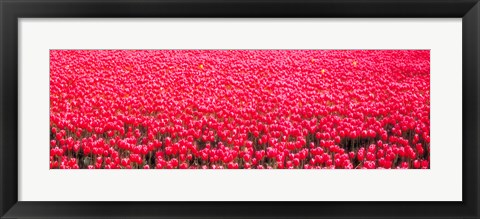 Framed Fields of tulips Alkmaar Vicinity Netherlands Print