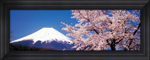 Framed Mt Fuji Cherry Blossoms Yamanashi Japan Print