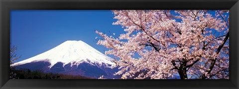 Framed Mt Fuji Cherry Blossoms Yamanashi Japan Print