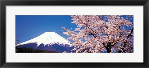 Framed Mt Fuji Cherry Blossoms Yamanashi Japan Print