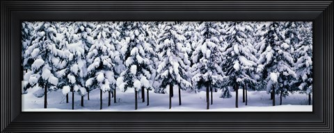 Framed Snow covered Cedar trees Kyoto Hanase Japan Print