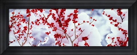 Framed Holly trees Kyoto Keihoku-cho Japan Print