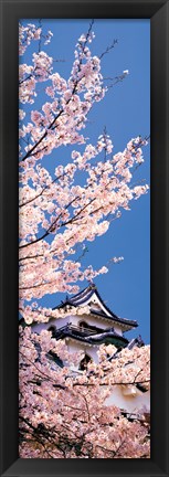 Framed Hikone Castle w\cherry blossoms Shiga Japan Print