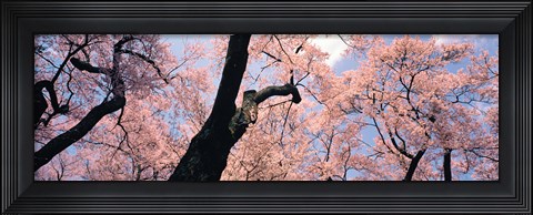 Framed Pink Blossoms, Nagano Japan Print