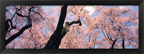 Framed Pink Blossoms, Nagano Japan Print