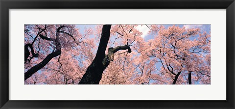 Framed Pink Blossoms, Nagano Japan Print