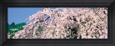 Framed Jyoshokou-ji Kyoto Japan Print